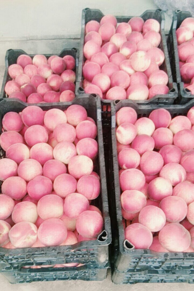 春雪桃6月中旬大量上市