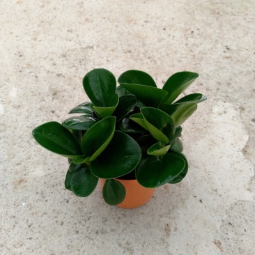 90青叶碧玉