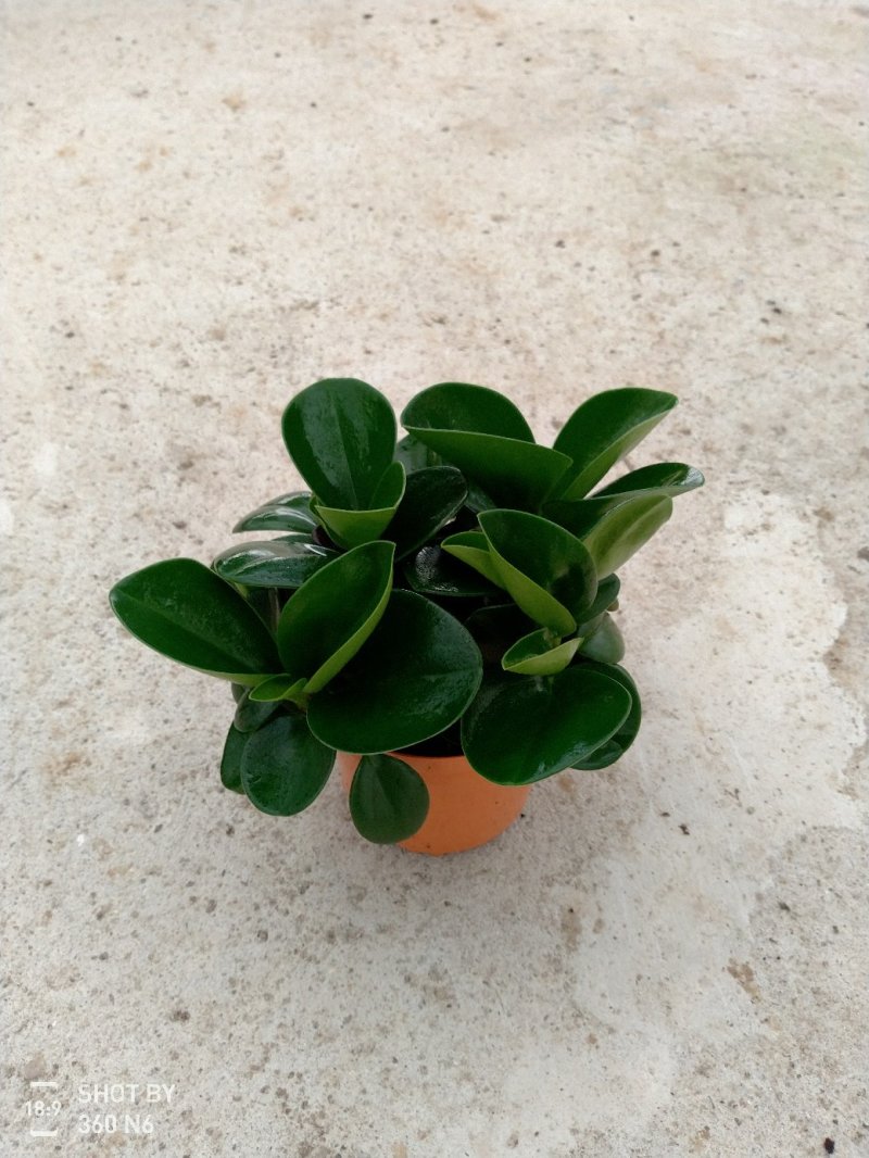 90青叶碧玉