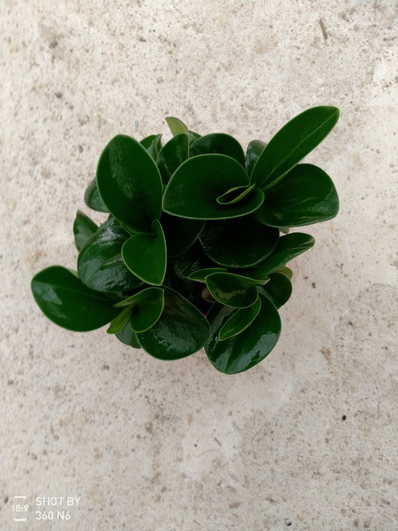 90青叶碧玉