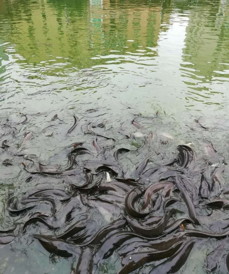 埃及胡子鲶革胡子鲶埃及塘鲺