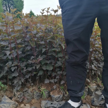 营养钵,容器苗紫叶凤箱果