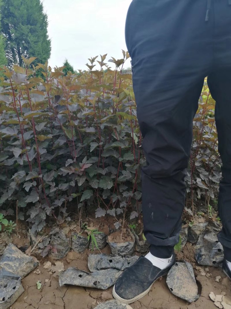 营养钵，容器苗紫叶凤箱果