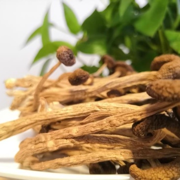 【精品】福建茶树菇产地直销口感好价格低全国发货批发零售