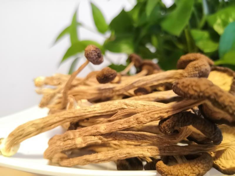 【精品】福建茶树菇产地直销口感好价格低全国发货批发零售