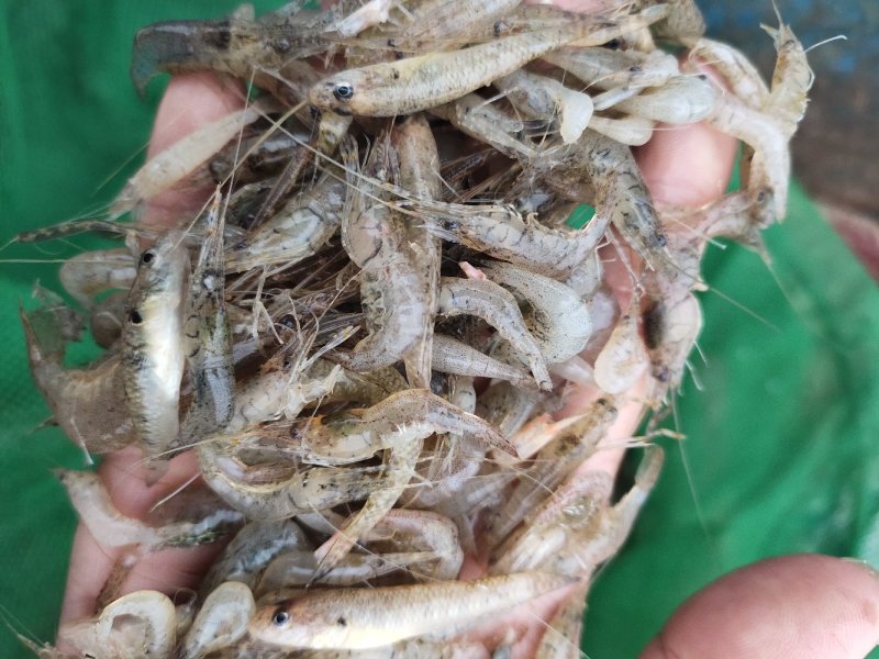 青虾红虾