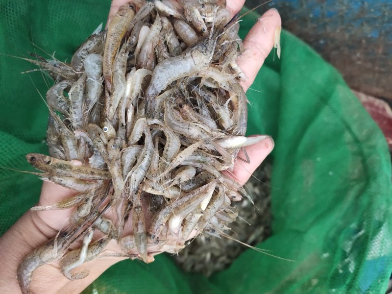 青虾红虾