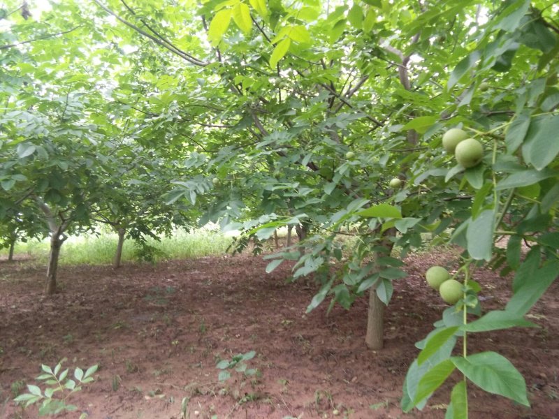 泡壳核桃30mm以上青皮湿