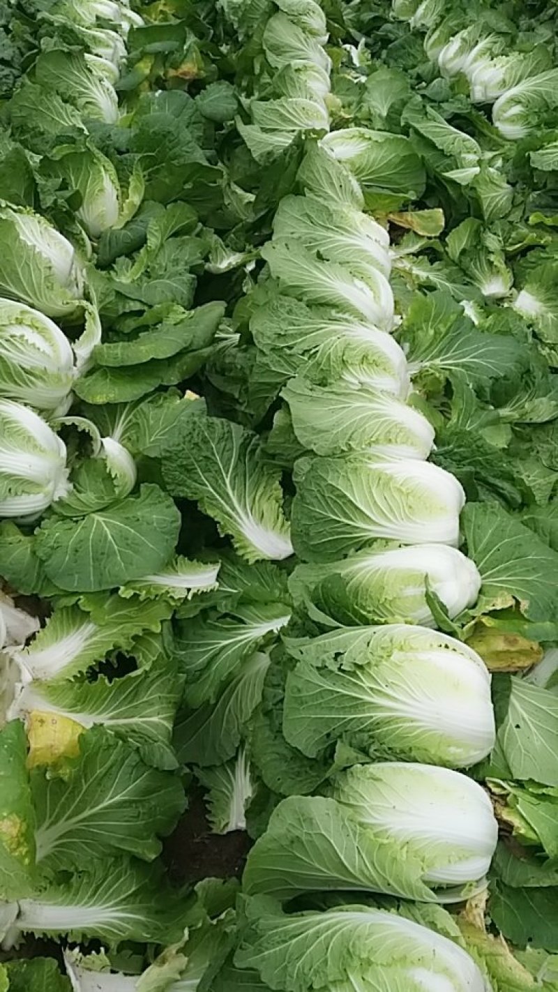 大白菜精品高山蔬菜，供应充足，保质保量。！！！！