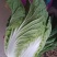 大白菜精品高山蔬菜，供应充足，保质保量。！！！！