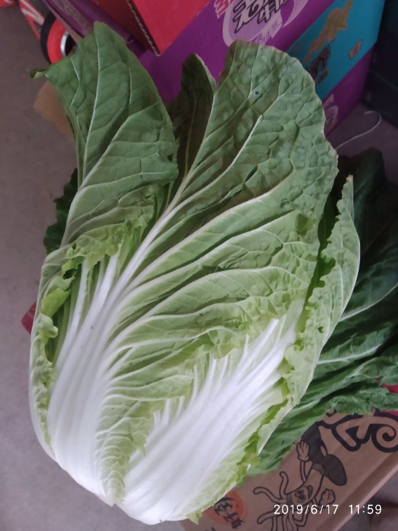 大白菜精品高山蔬菜，供应充足，保质保量。！！！！