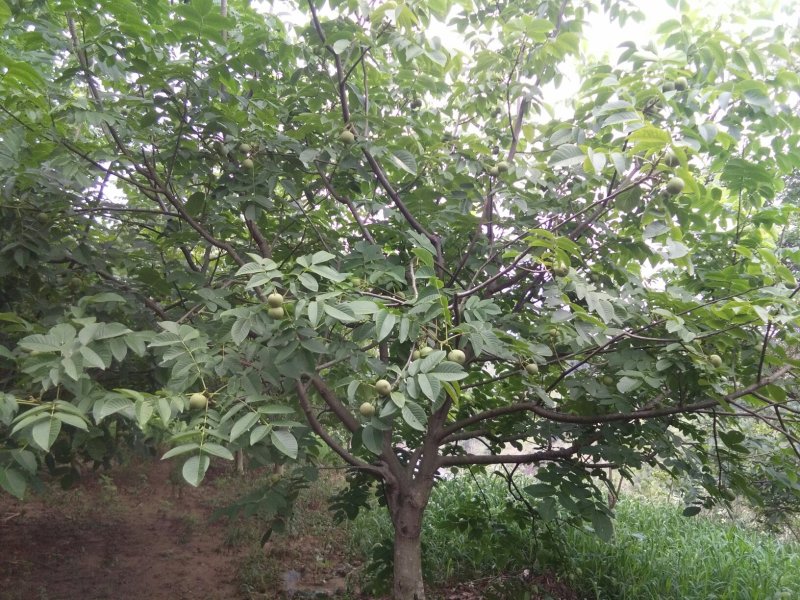 泡壳核桃30mm以上青皮湿