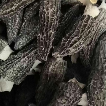 羊肚菌