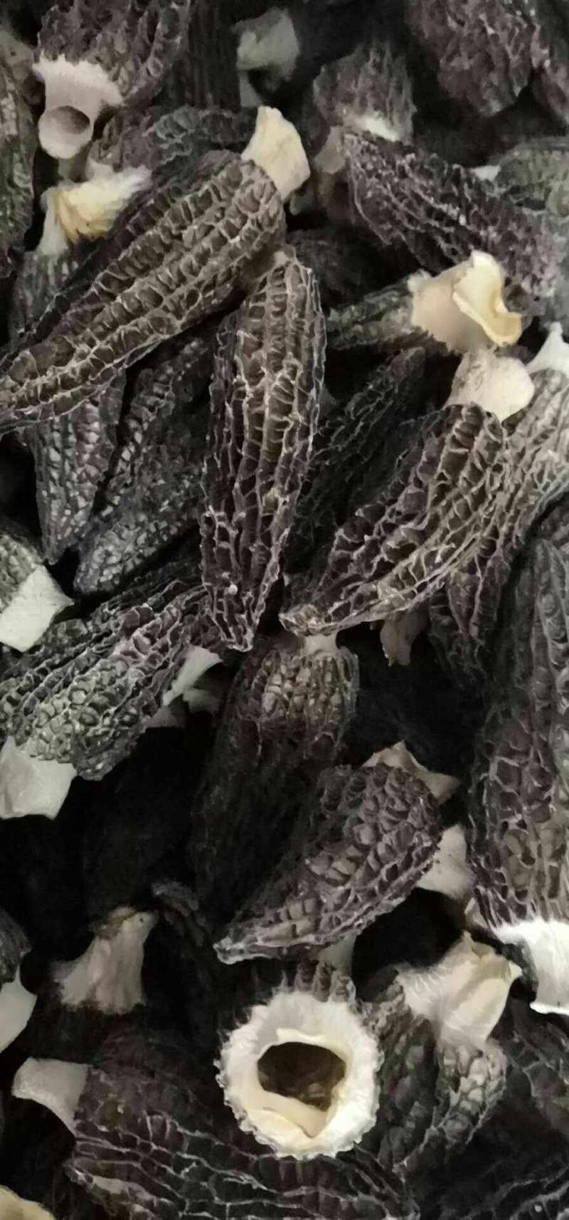 羊肚菌