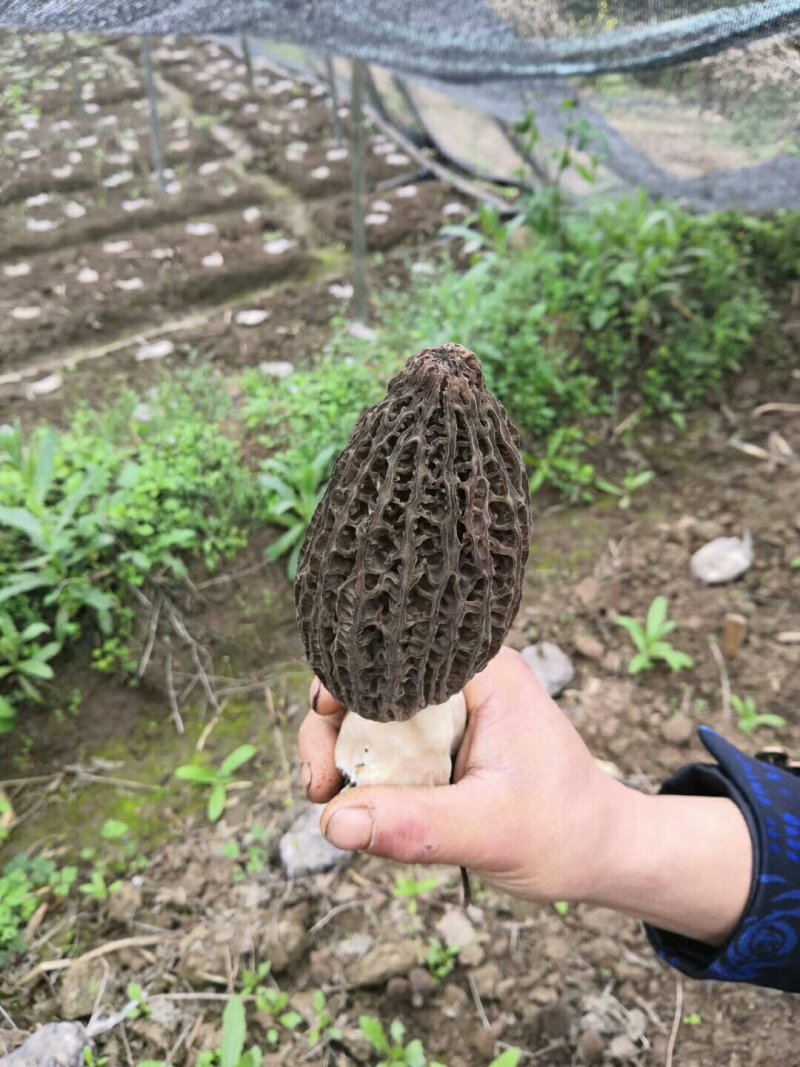 羊肚菌