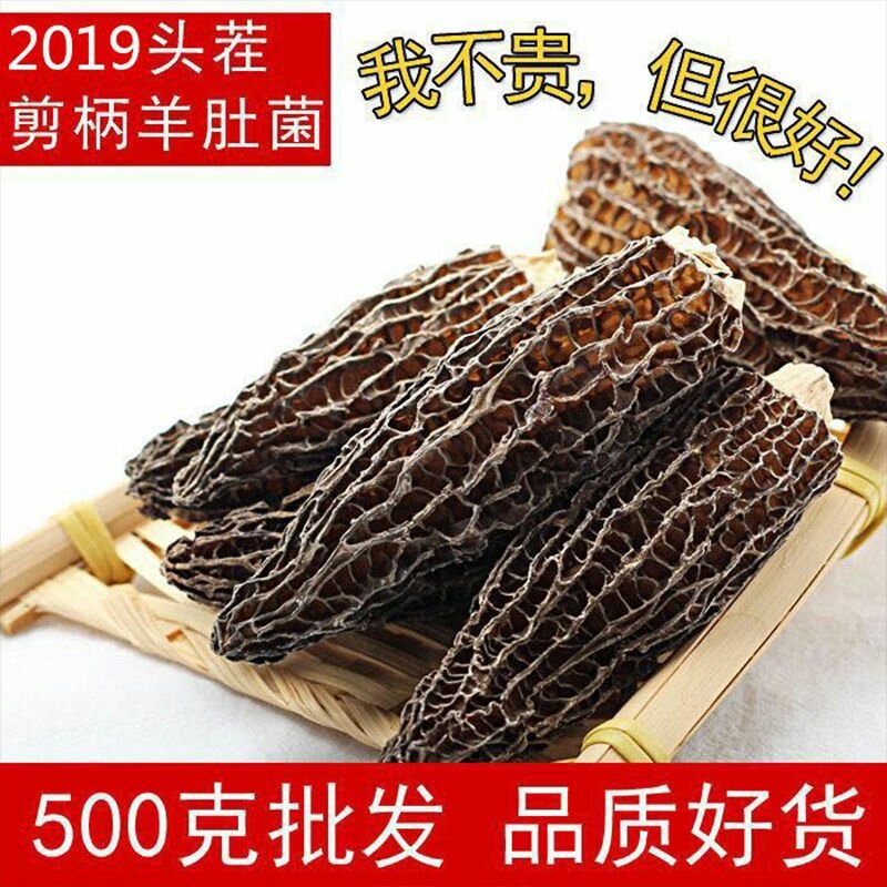 羊肚菌