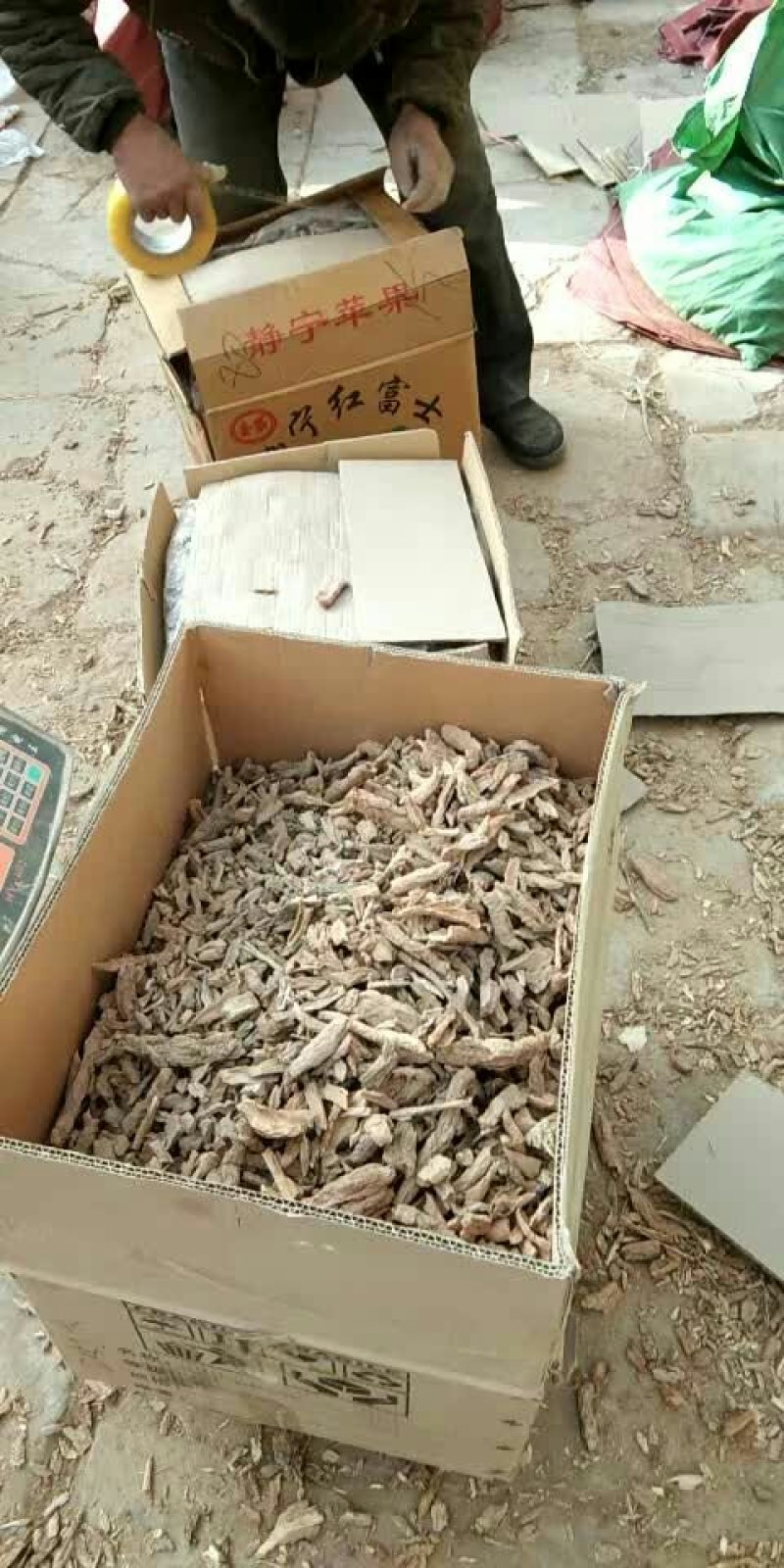 地骨皮