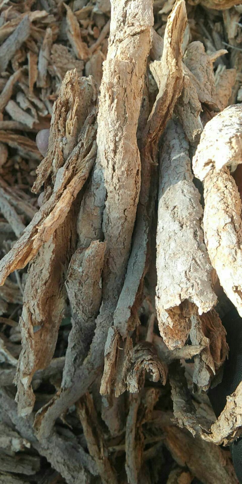 地骨皮