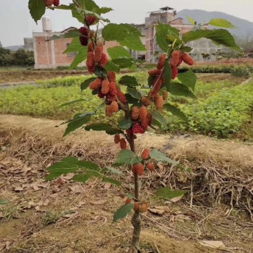 果树苗桑葚树苗嫁接桑树苗地栽盆栽桑葚苗南方北方种植当年