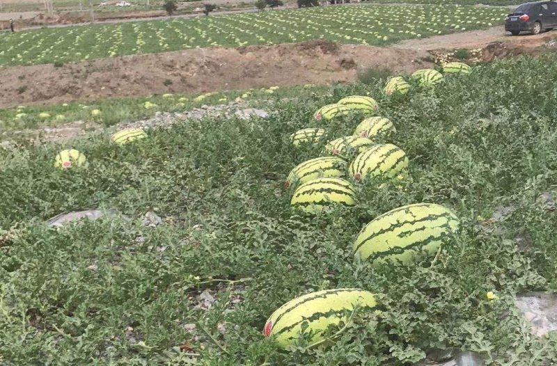 【优选】宁夏硒砂瓜耐运输产地供应包熟包甜诚心实力代办