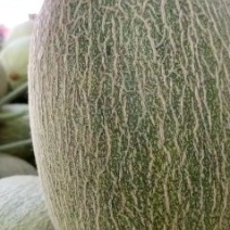 【西州蜜】精品西州蜜瓜新鲜采摘皮薄肉厚欢迎采购