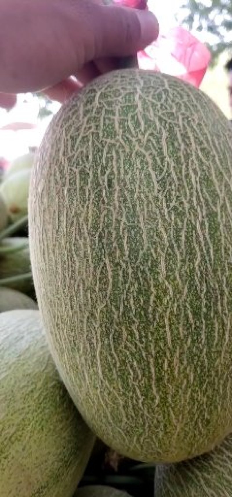 【西州蜜】精品西州蜜瓜新鲜采摘皮薄肉厚欢迎采购