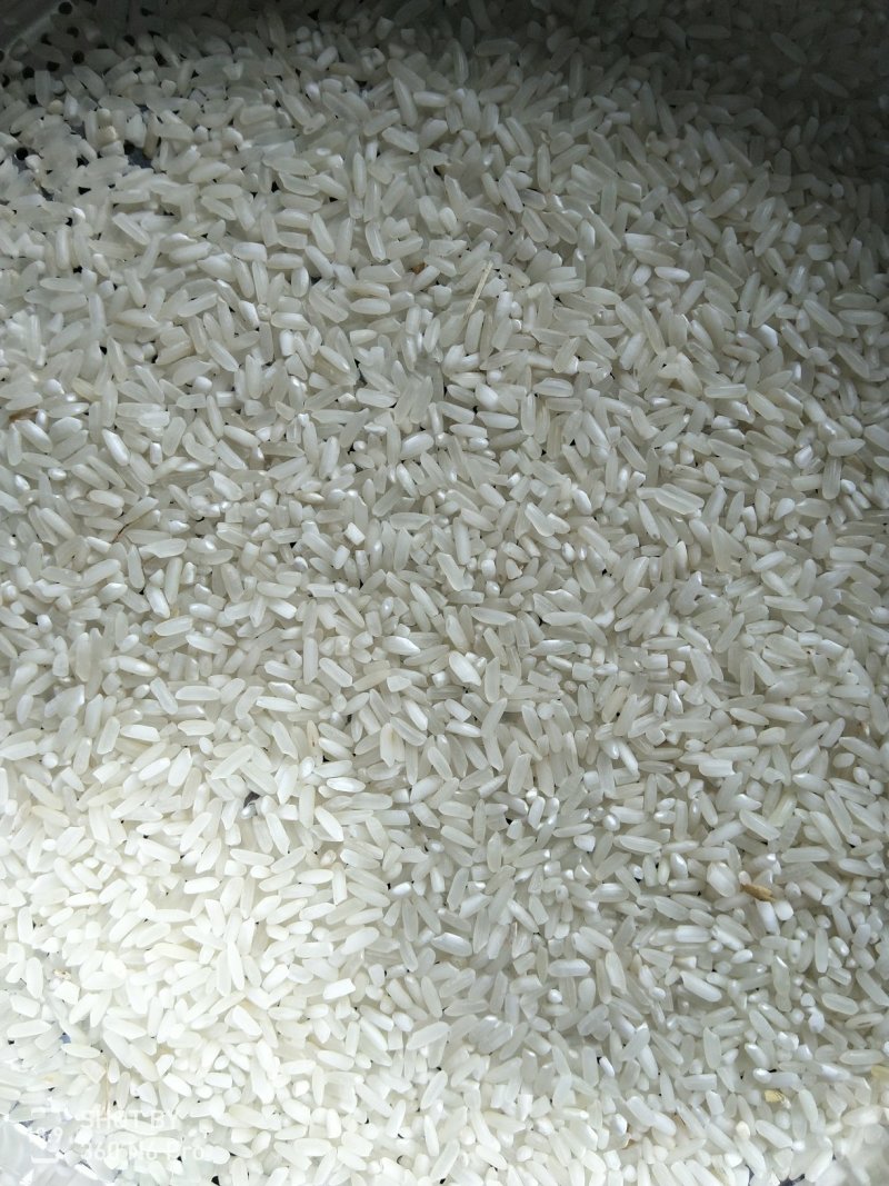 稻谷
