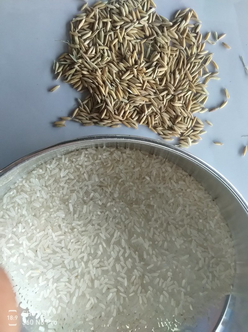 稻谷