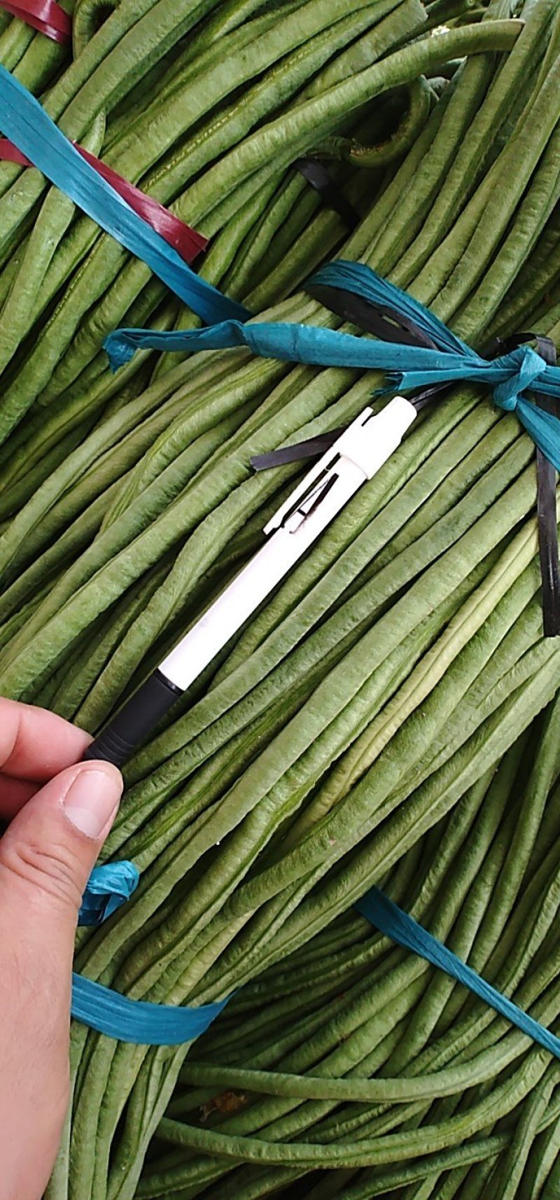 长豆角60厘米以上