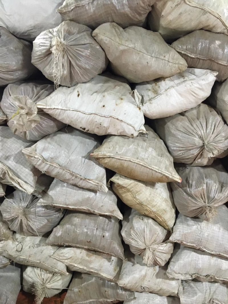 俄罗斯新西伯利亚桦树茸白桦茸原装进口