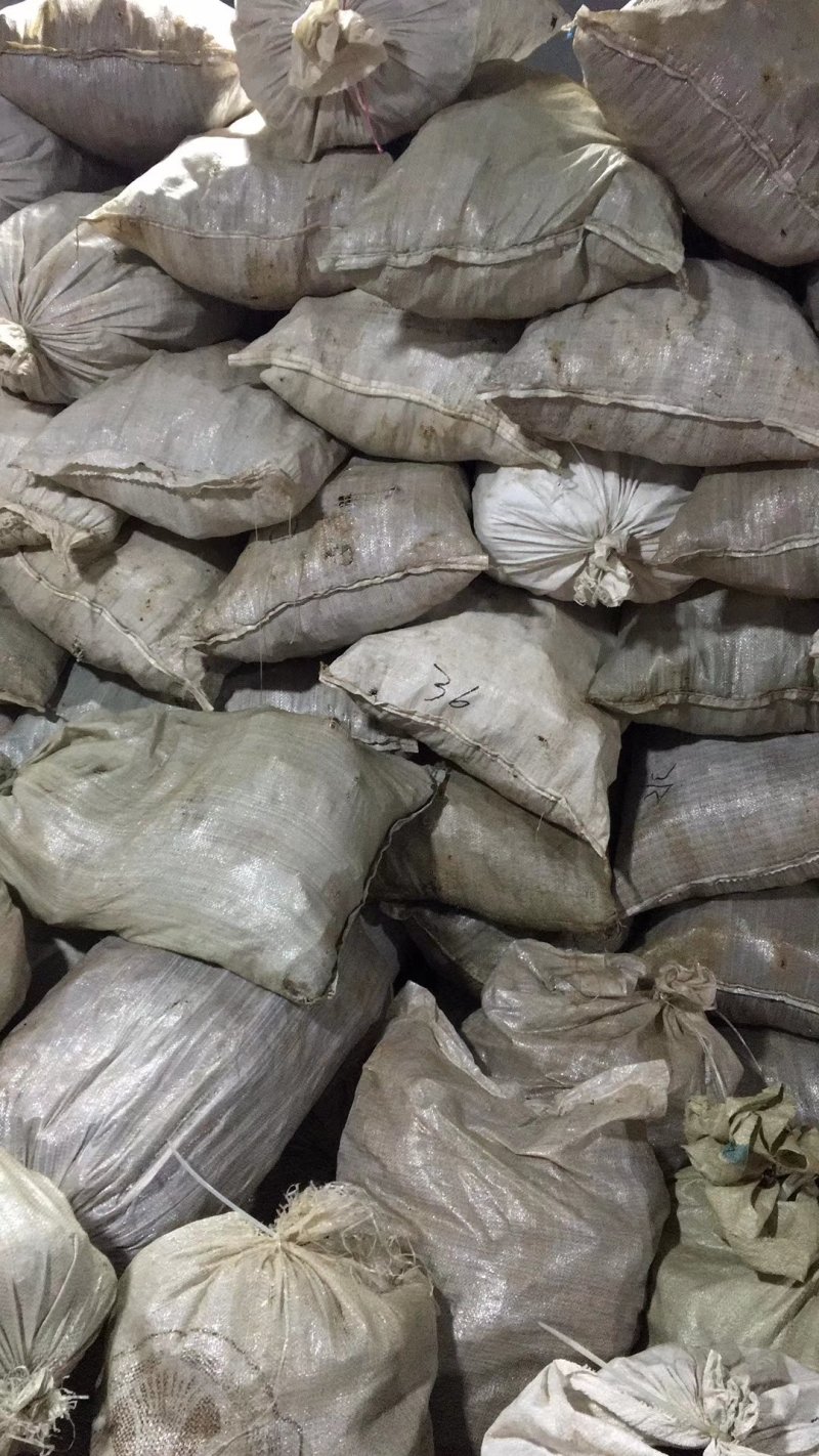 俄罗斯新西伯利亚桦树茸白桦茸原装进口