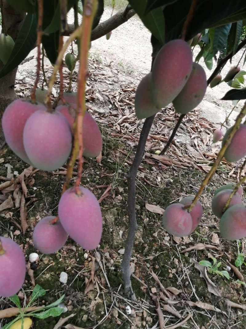 广西百色贵妃芒果大量上市，质量保证，支持全国发货