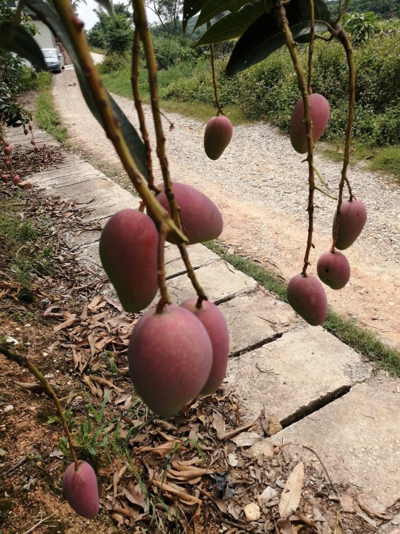 广西百色贵妃芒果大量上市，质量保证，支持全国发货