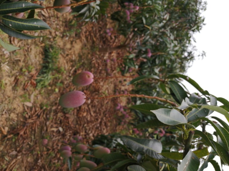 广西百色贵妃芒果大量上市，质量保证，支持全国发货
