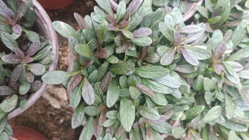 精品：日本多花筋骨草基地直发可视频看货量大价优