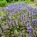 精品：日本多花筋骨草基地直发可视频看货量大价优