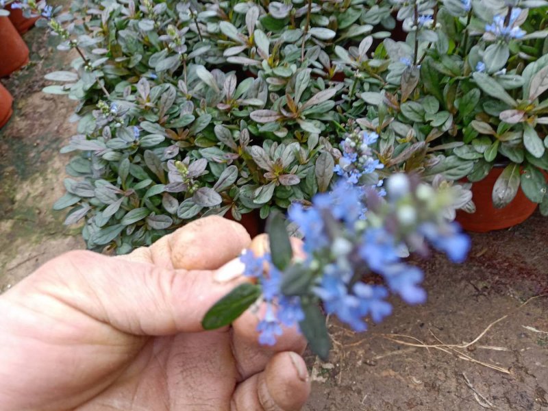 精品：日本多花筋骨草基地直发可视频看货量大价优