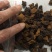 俄罗斯进口桦树茸白桦茸高密度小块