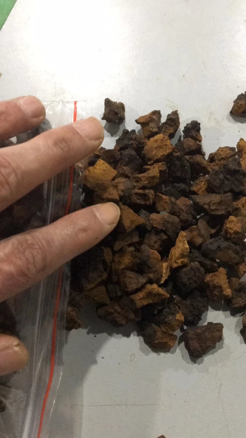 俄罗斯进口桦树茸白桦茸高密度小块