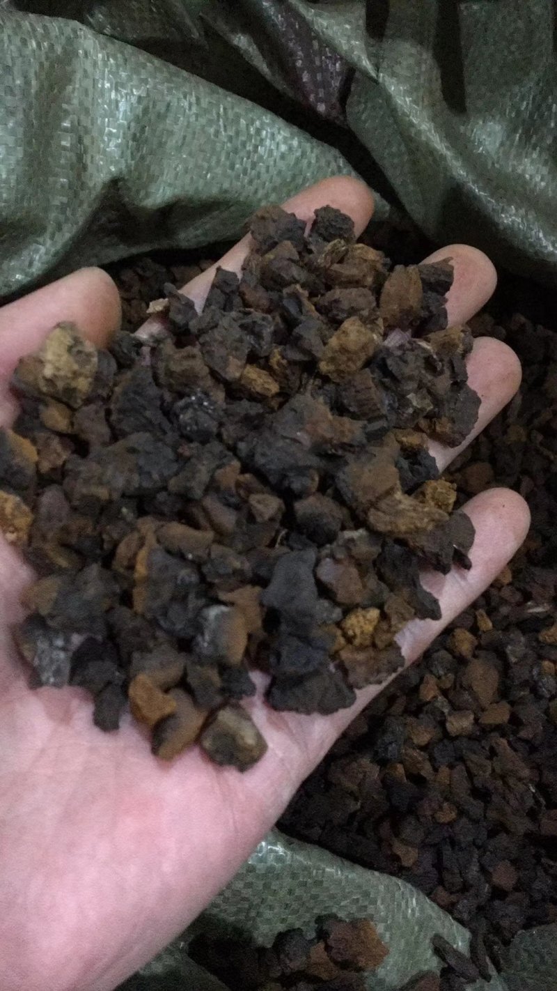 俄罗斯进口桦树茸白桦茸高密度小块