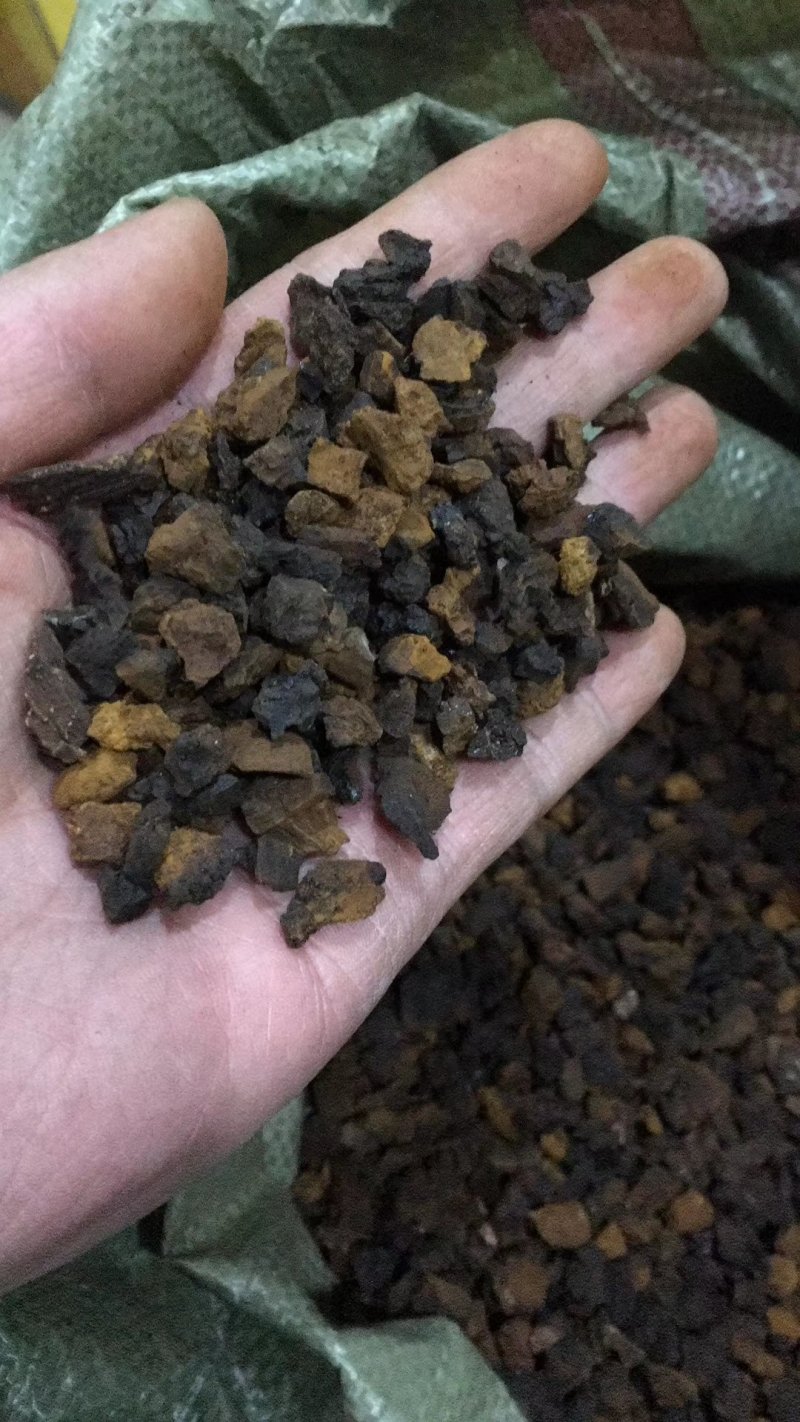 俄罗斯进口桦树茸白桦茸高密度小块