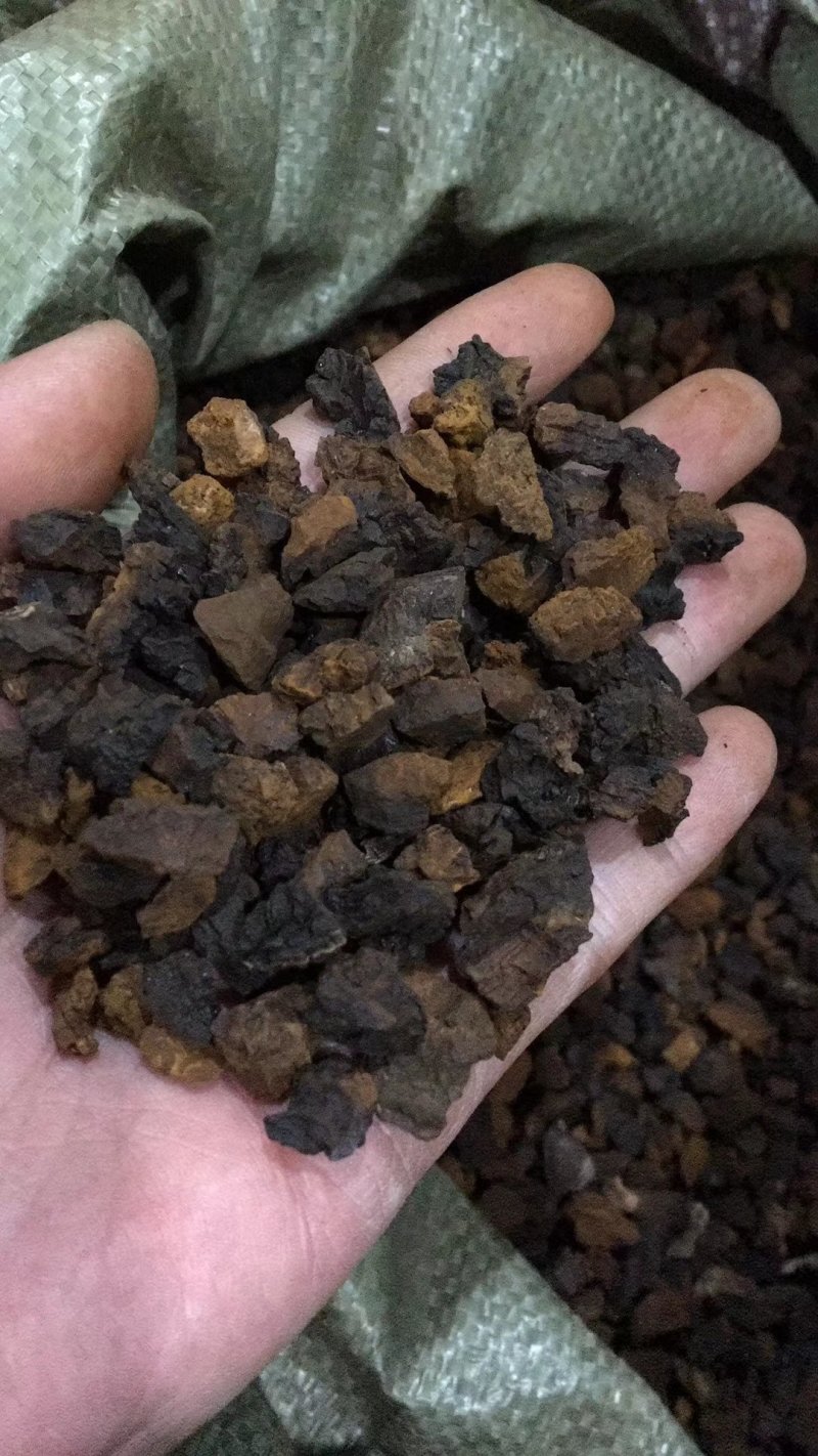 俄罗斯进口桦树茸白桦茸高密度小块