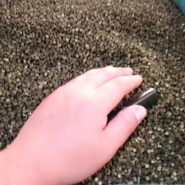 麻椒