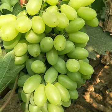 茉莉香葡萄3月末开始大量上市！欢迎全国客商合作共赢