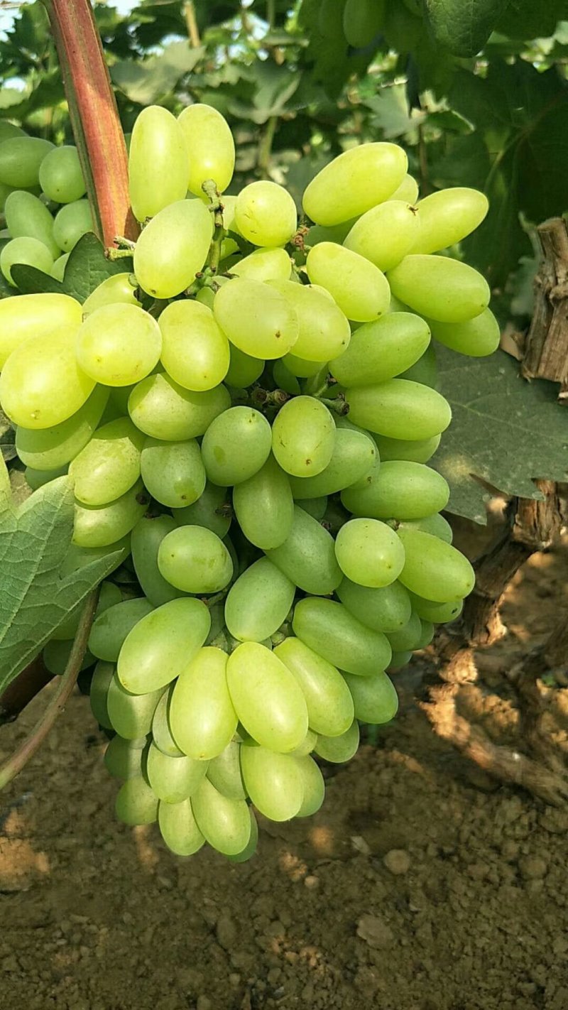 茉莉香葡萄3月末开始大量上市！欢迎全国客商合作共赢