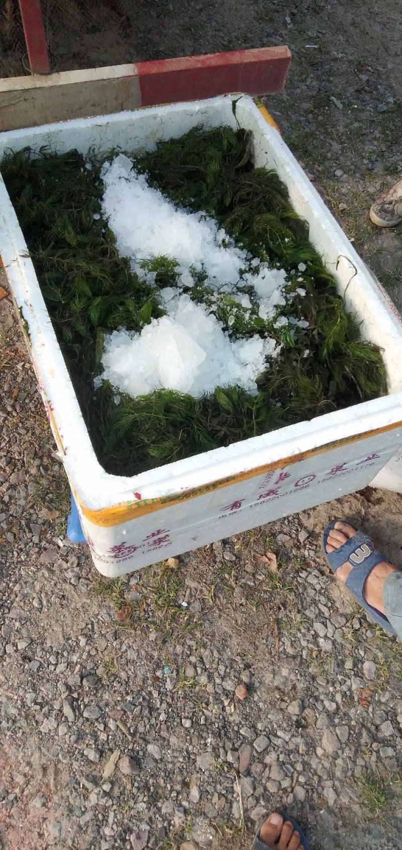 金鱼藻！农户价（数量足，价格优.质量好）欢迎各位老板采购