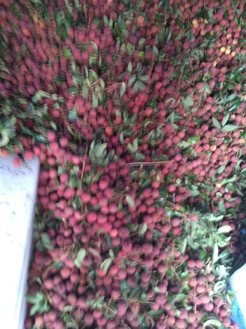 我处在6月28号后开始大量上市质优价美的禾荔荔枝