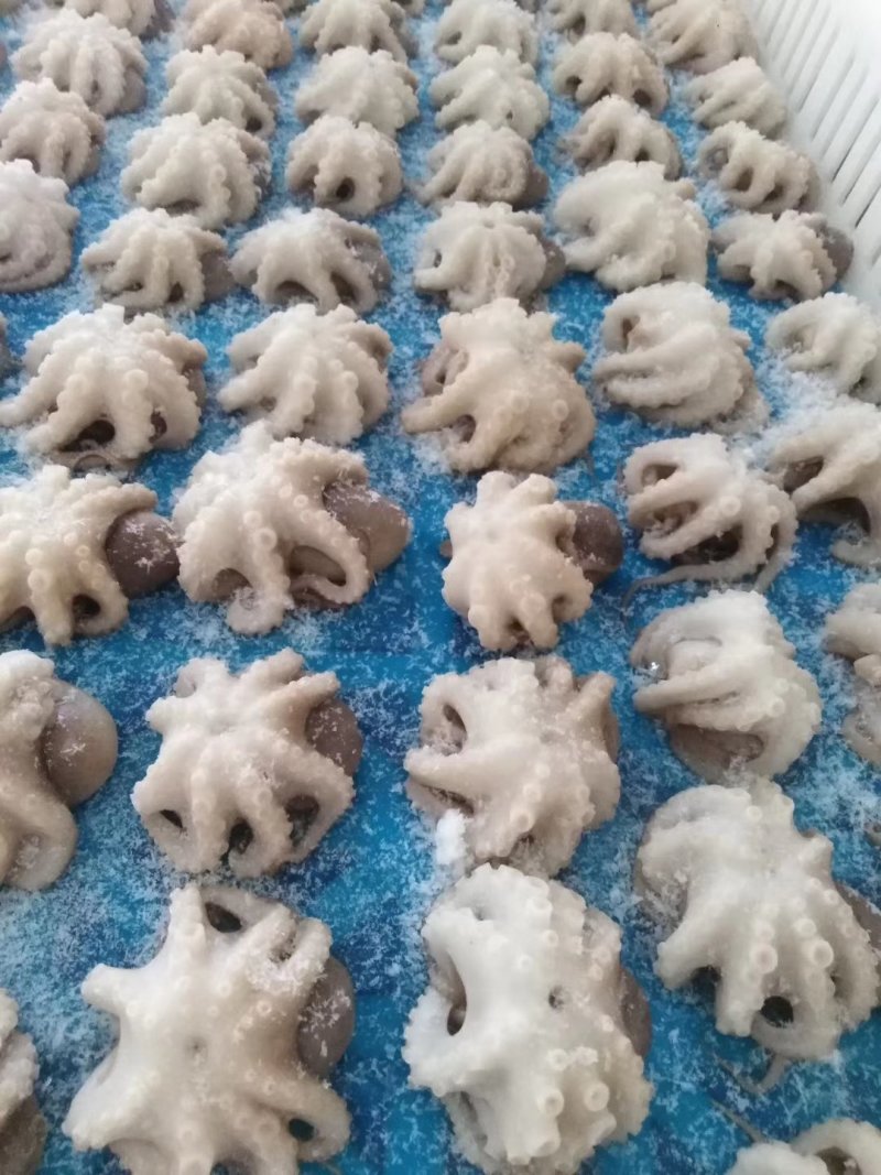 软体类小章鱼