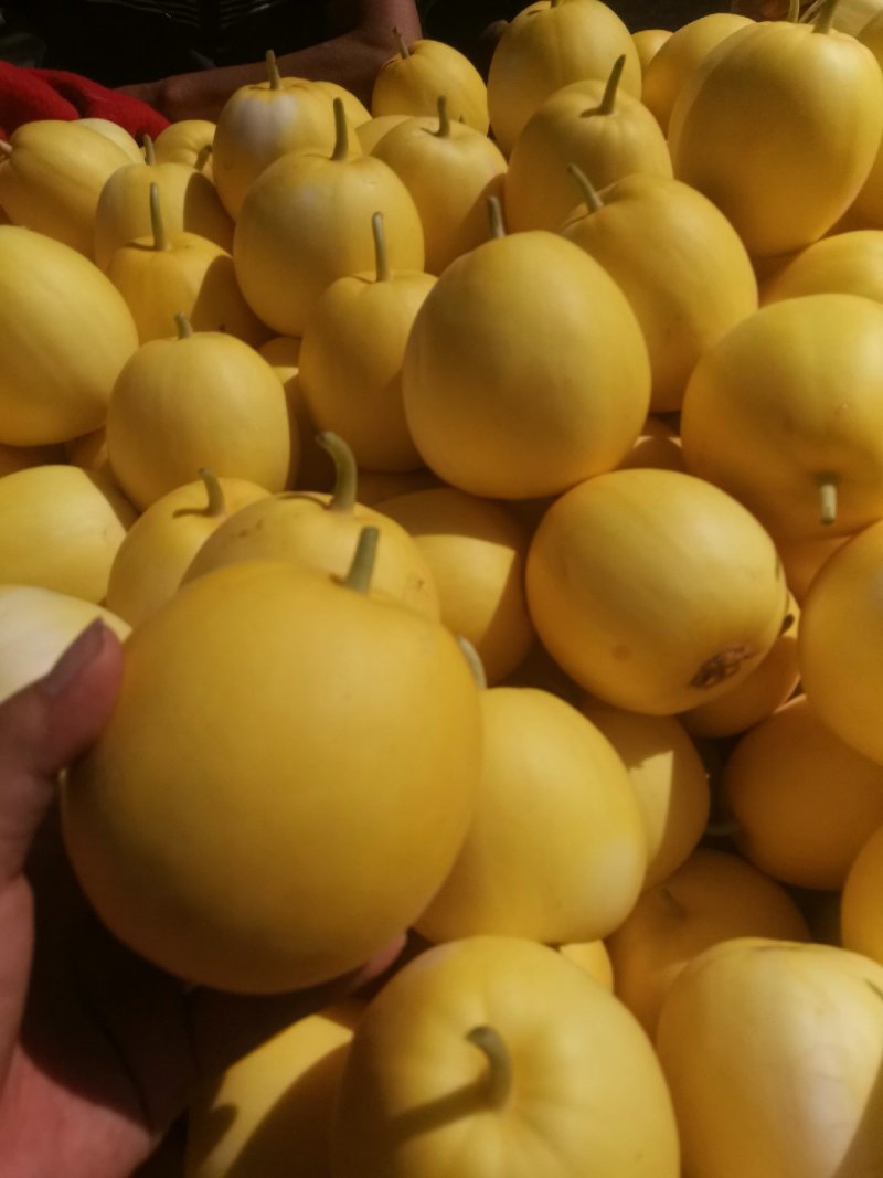 河北新乐星甜二零系列，可视频看货，多年商户！