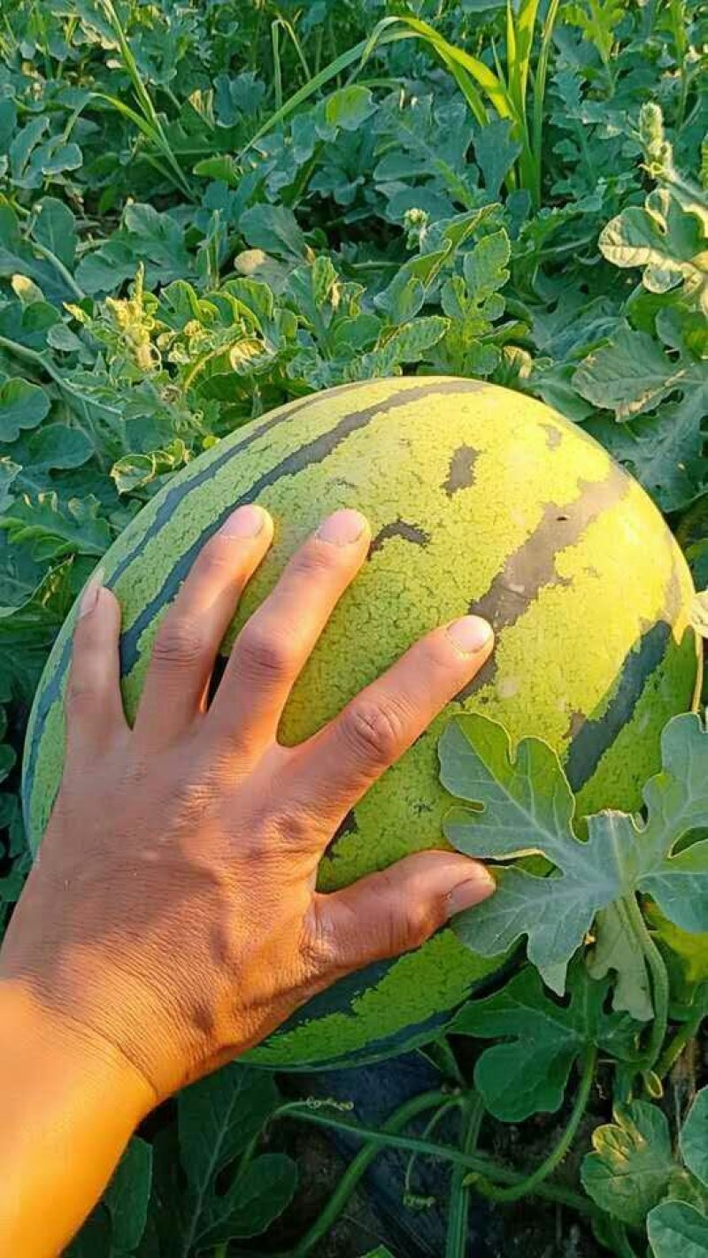 中棚直播苗，红蜜王瓜型好皮毛好个头大瓜瓤红甜度好